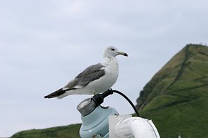 おすましカモメ