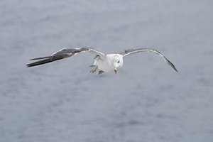 獲物を見つけた!