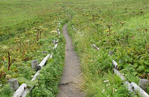 高原の野辺道(ランドスケープ)