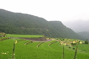小雨の棚田