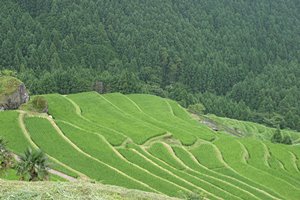 山に抱かれた水田
