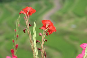 田んぼの見張り役
