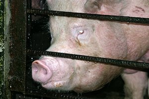 気合い入ってます