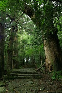 熊野古道(ポートレート)