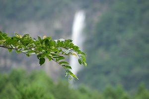那智の滝を望む