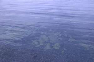 ノースオーシャン