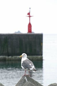 カモメと灯台