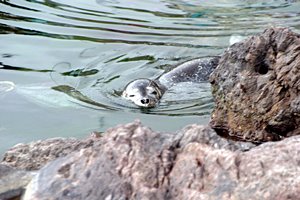 アザラシの散歩