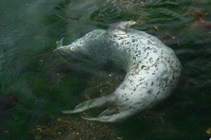 背中を掻いてください