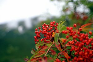 ナナカマドの恋