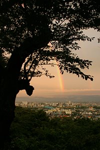 夕暮れの木陰で