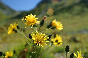 お日様ありがとう