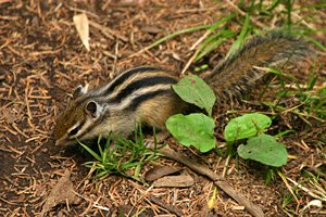 シマリスの朝食