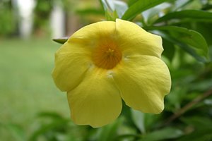 バカンスフラワー