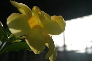 楽園の昼下がり