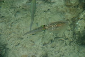 透き通ったイカさん