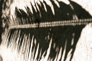 椰子の葉陰おばけ