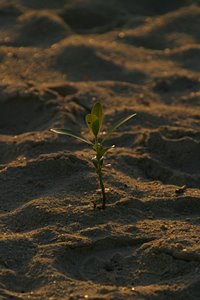 夕べの浜に芽吹く