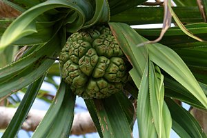 フルーツバットの実