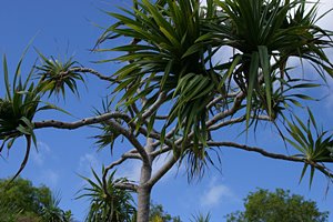 フルーツバットの樹