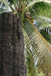 モノリスとココナッツ