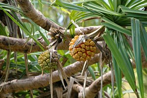 フルーツ・バット・フルーツ