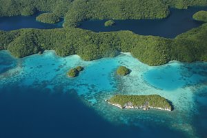 木々と海のダンス