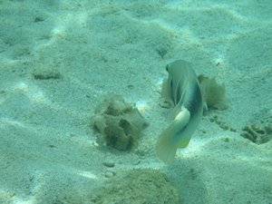 ちょっとお散歩に