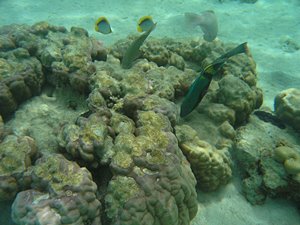 珊瑚をつつく魚たち