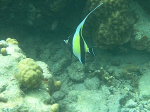 エンジェルフィッシュ