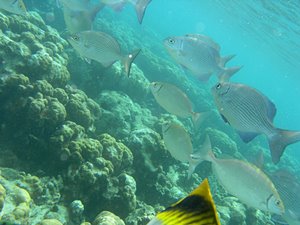 左へ参ります、あれ？