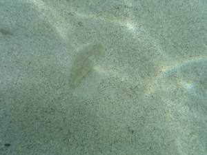 何か隠れています