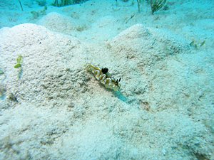 うみうしのなかま