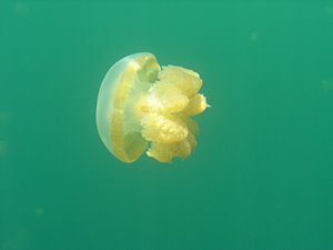 ジェリーフィッシュ（横）