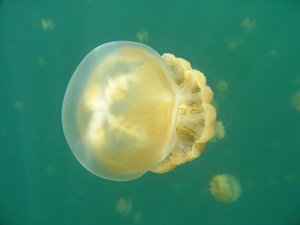 ジェリーフィッシュ（上）