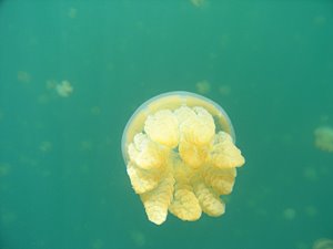 ジェリーフィッシュ（下）