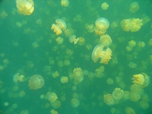 クラゲ・ファンタジー