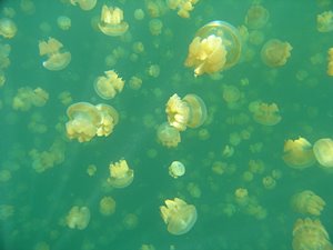 クラゲ宇宙の冒険