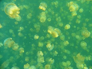 クラゲ世界レベル１