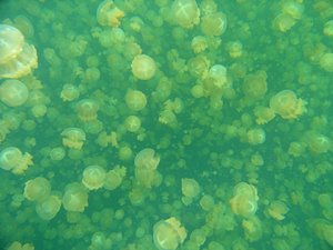 クラゲ世界レベル２