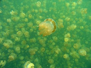 クラゲ世界レベル３