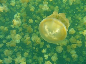 クラゲ世界・ラスボス