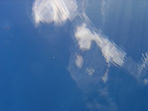 魚が見る空