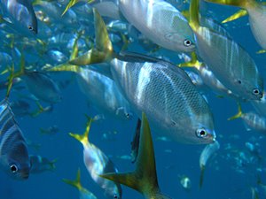 どいた！どいた！