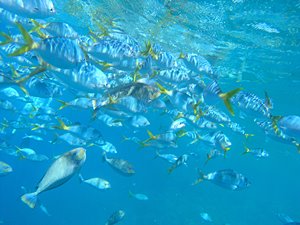 海面直下のリズム