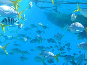 いっしょに行こうよ