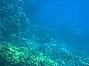 海底に光のカーテン