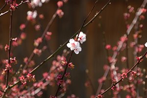 桜・芽吹く