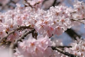 さくら世界・レベル1