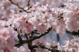 さくら世界・レベル2